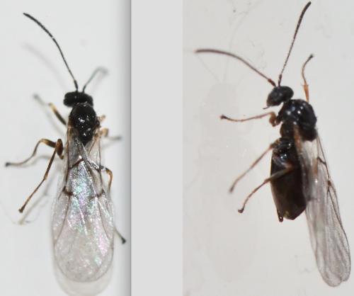 Réf. 298 185 : Neuroterus sp.